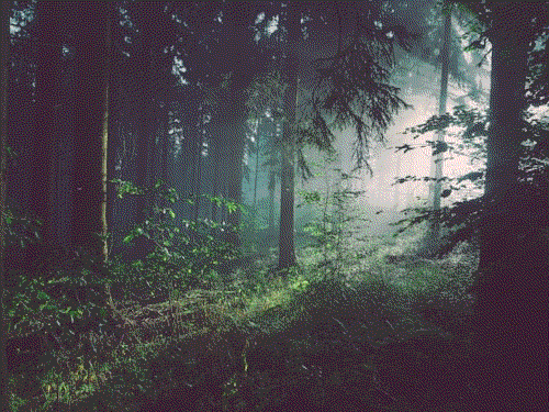 Sunlight filtering through an old-growth forest canopy