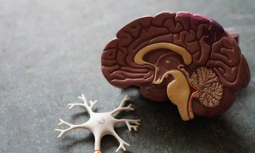 An anatomical illustration