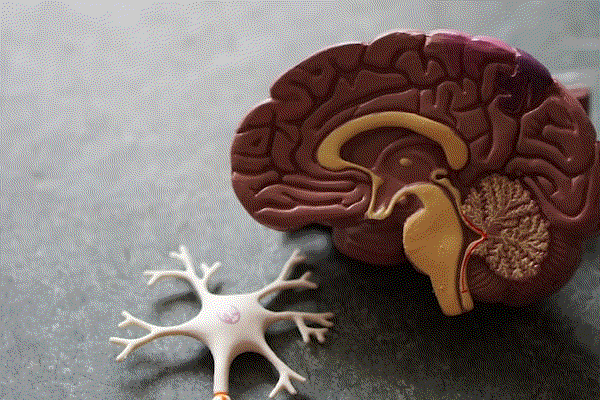 The human brain, exterior view