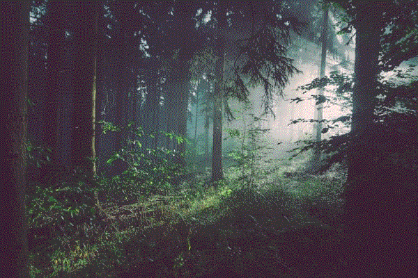 A child gazing up at a towering forest