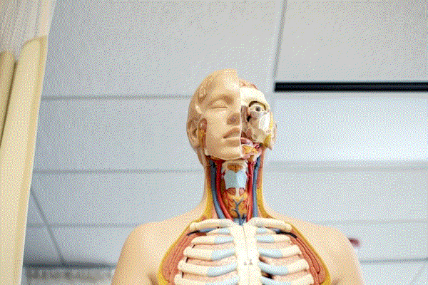 Human digestive system illustration