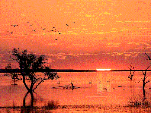 A flock of migrating birds over wetlands